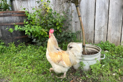 IMG_0836-resized